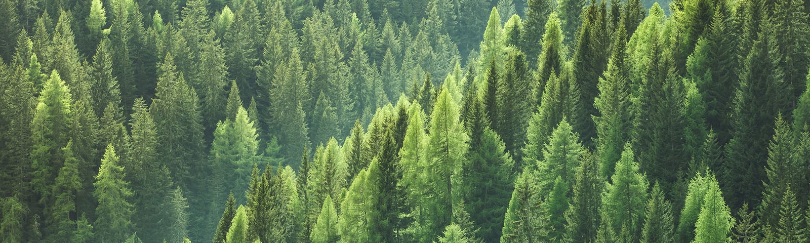 Forest trees banner